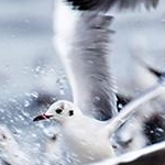 IMG_0706 Les mouettes